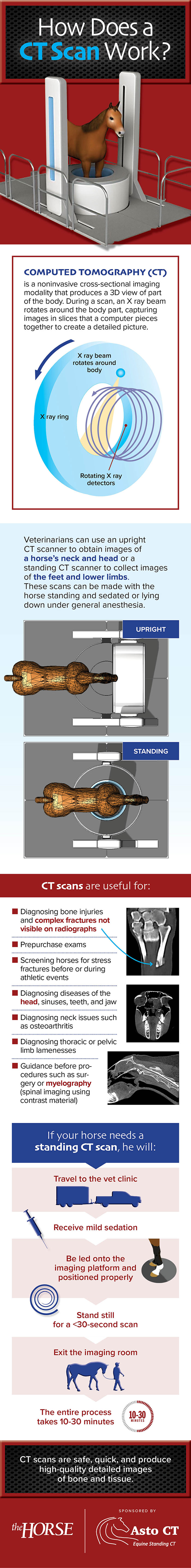 https://thehorse.com/graphics/Infographic_CTscan_LARGE.jpg?width=600