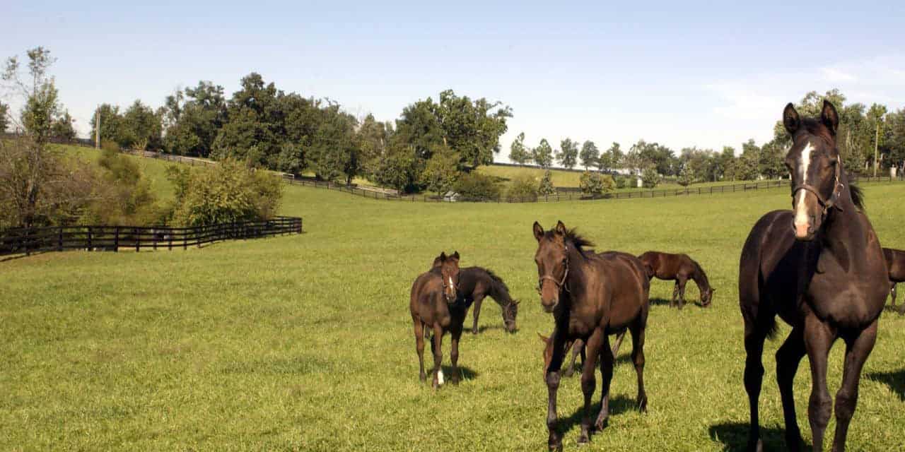 Study: Feed Young Horses According to Birth Date – The Horse Study: Feed Young Horses According to Birth Date – The Horse