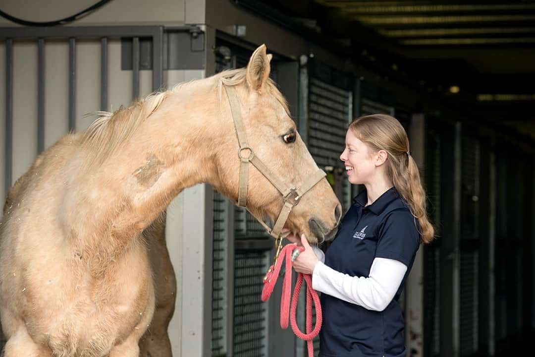 Behind the Coat: Equine Color Genetics Revealed