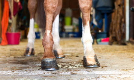 10 Navicular Syndrome Resources on TheHorse.com