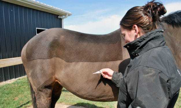 Equine Respiratory Biosurveillance: What Have We Learned?
