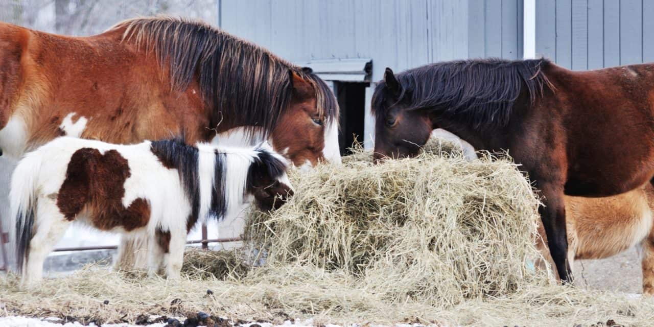 Winter Horse Keeping