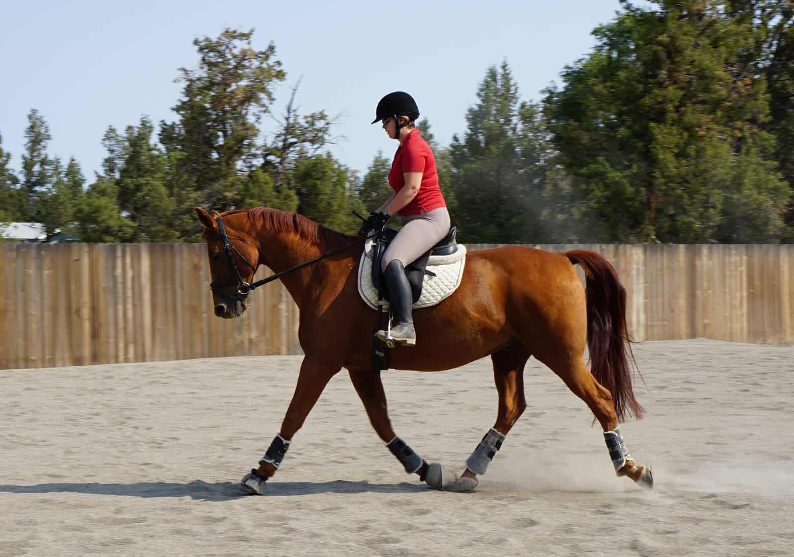 Risk Factors for Endurance Riding Eliminations – The Horse