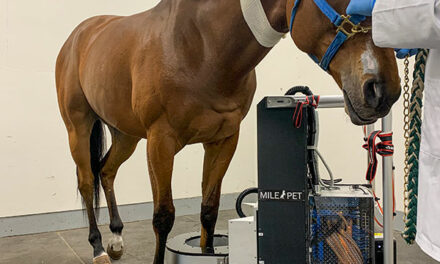 Detecting Stress Fractures to Save Horses’ Lives