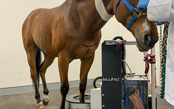 Detecting Stress Fractures to Save Horses’ Lives