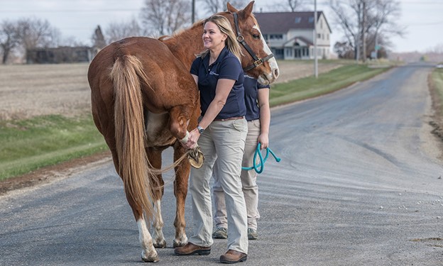 Much like physical therapy for humans, horses can benefit from a multimodal rehabilitation approach.