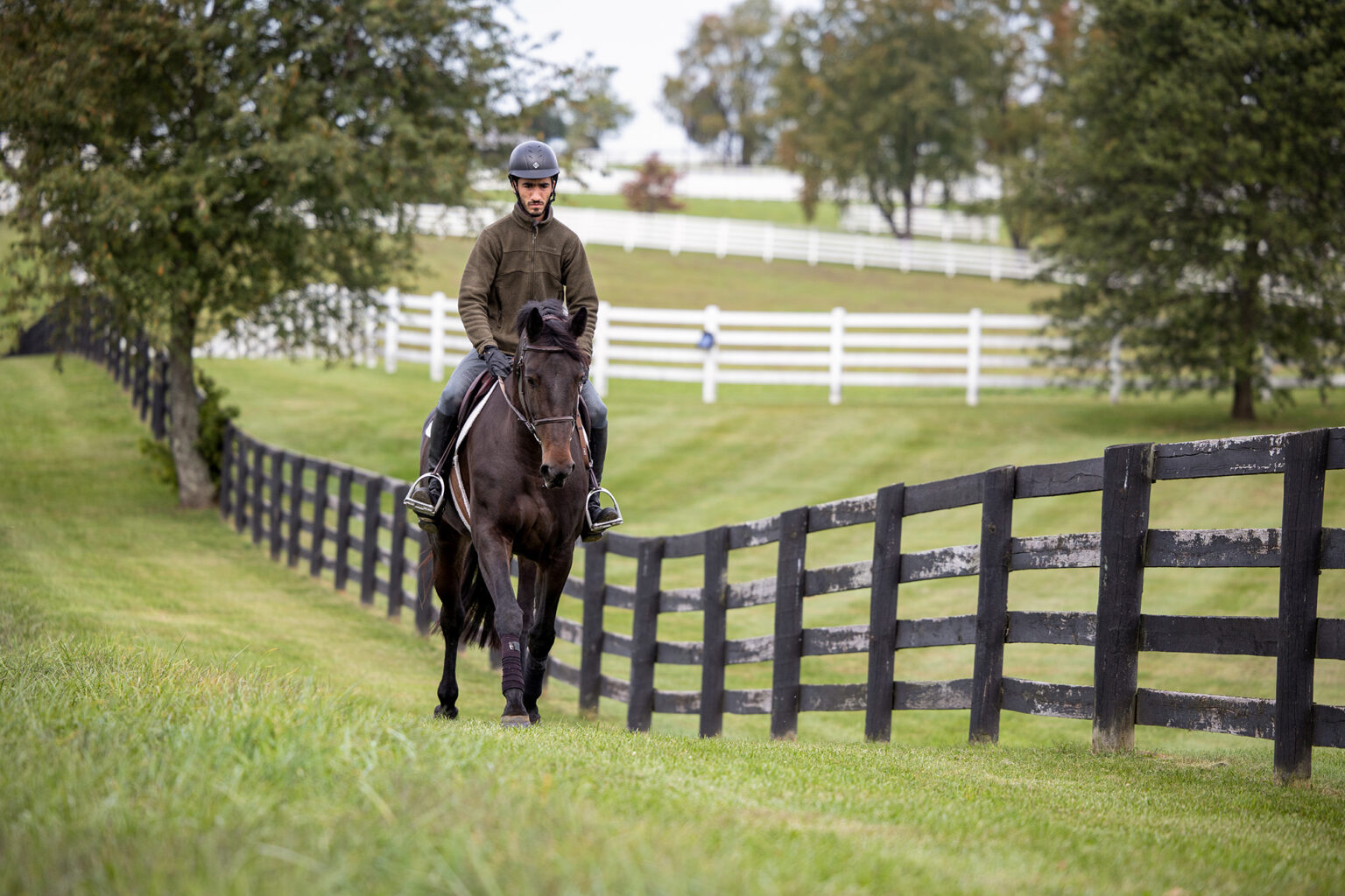 horse walking along fence line