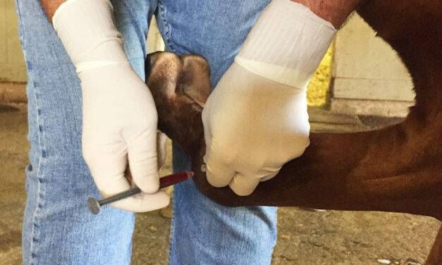 Using Autologous Blood Products to Manage Arthritis in Horses