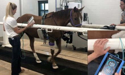 Scientists Validate Safety of Equine Blood Flow Restriction