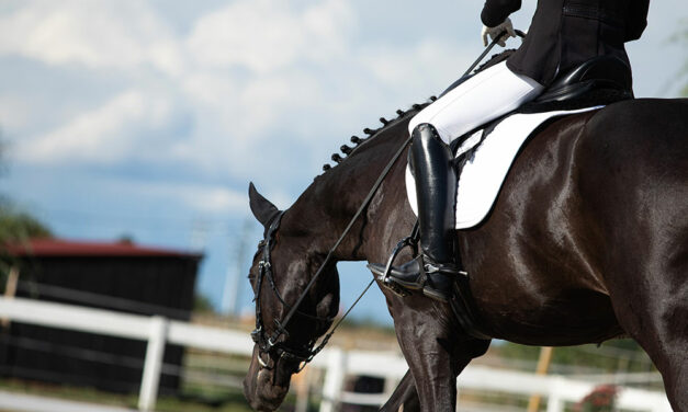Ultrasound Underestimates Equine Neck Arthritis Swelling