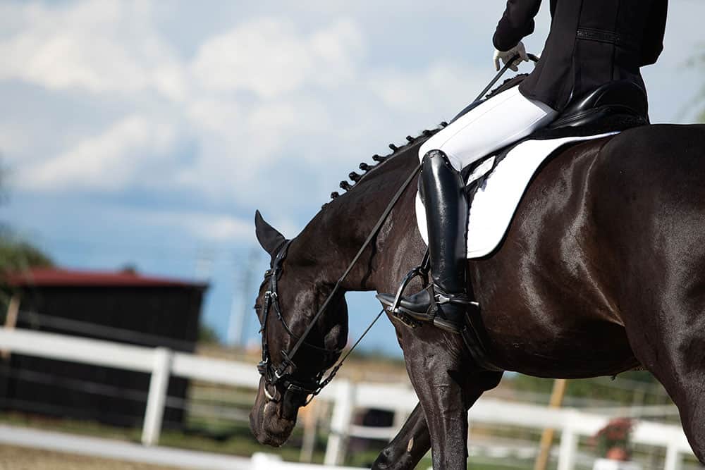 dressage horse