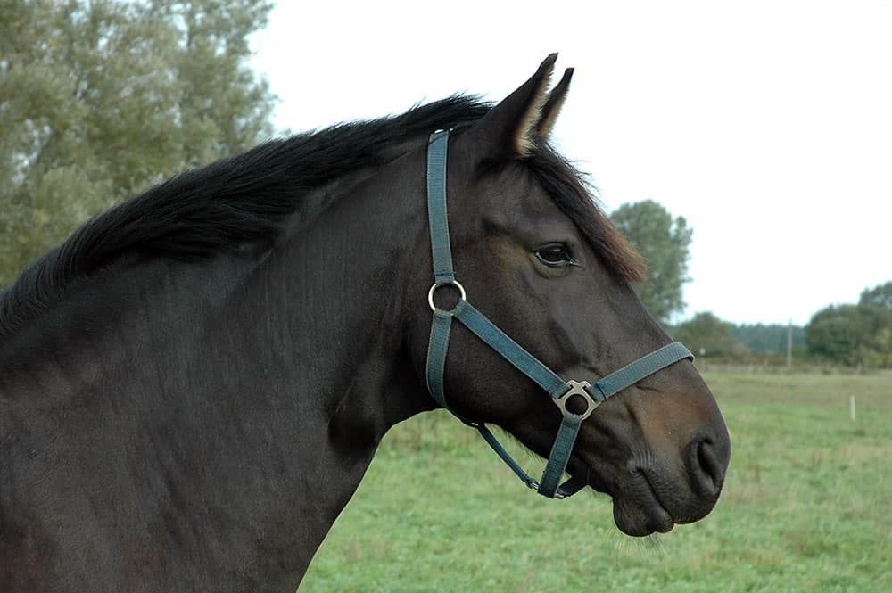 horse head and neck profile