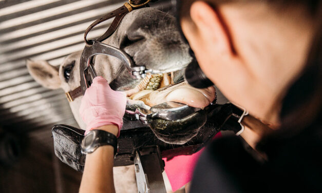 Behavioral Signs of Equine Cheek Tooth Findings