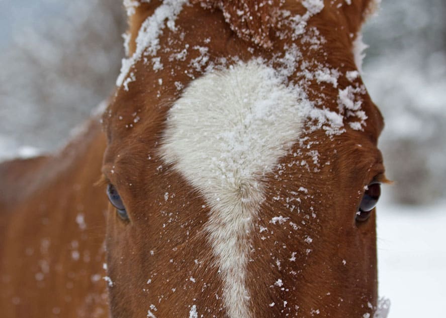 horse in snow