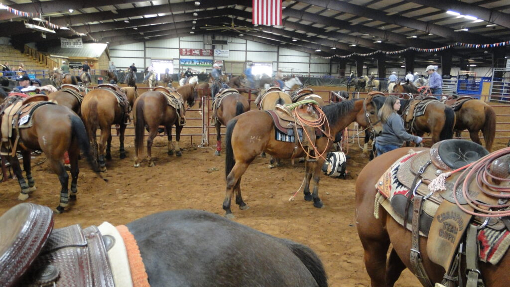 horses in arena