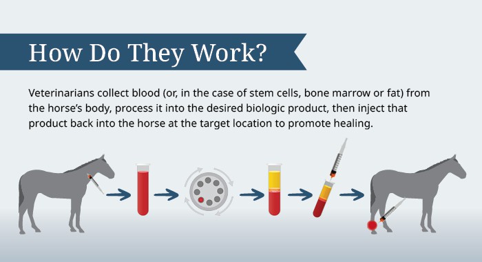 How do orthobiologics work? 