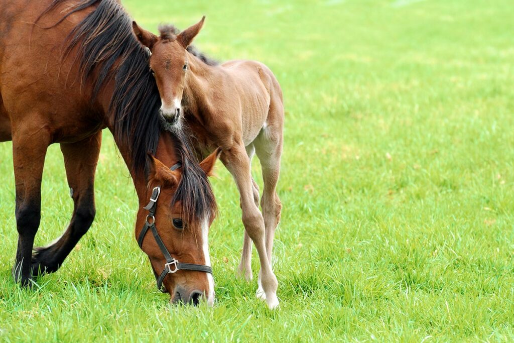Foal Speed Ahead Caring For The Newborn Horse The Horse