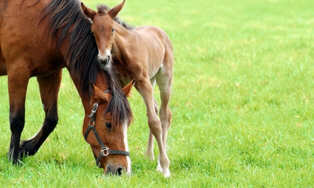 Foal Speed Ahead: Caring for the Newborn Horse