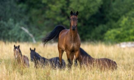 How Stress Affects Your Horse