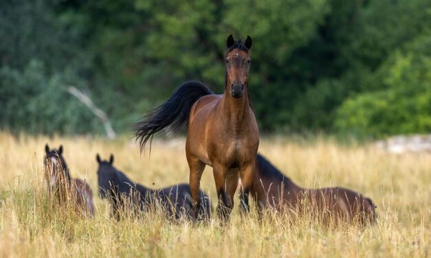 How Stress Affects Your Horse