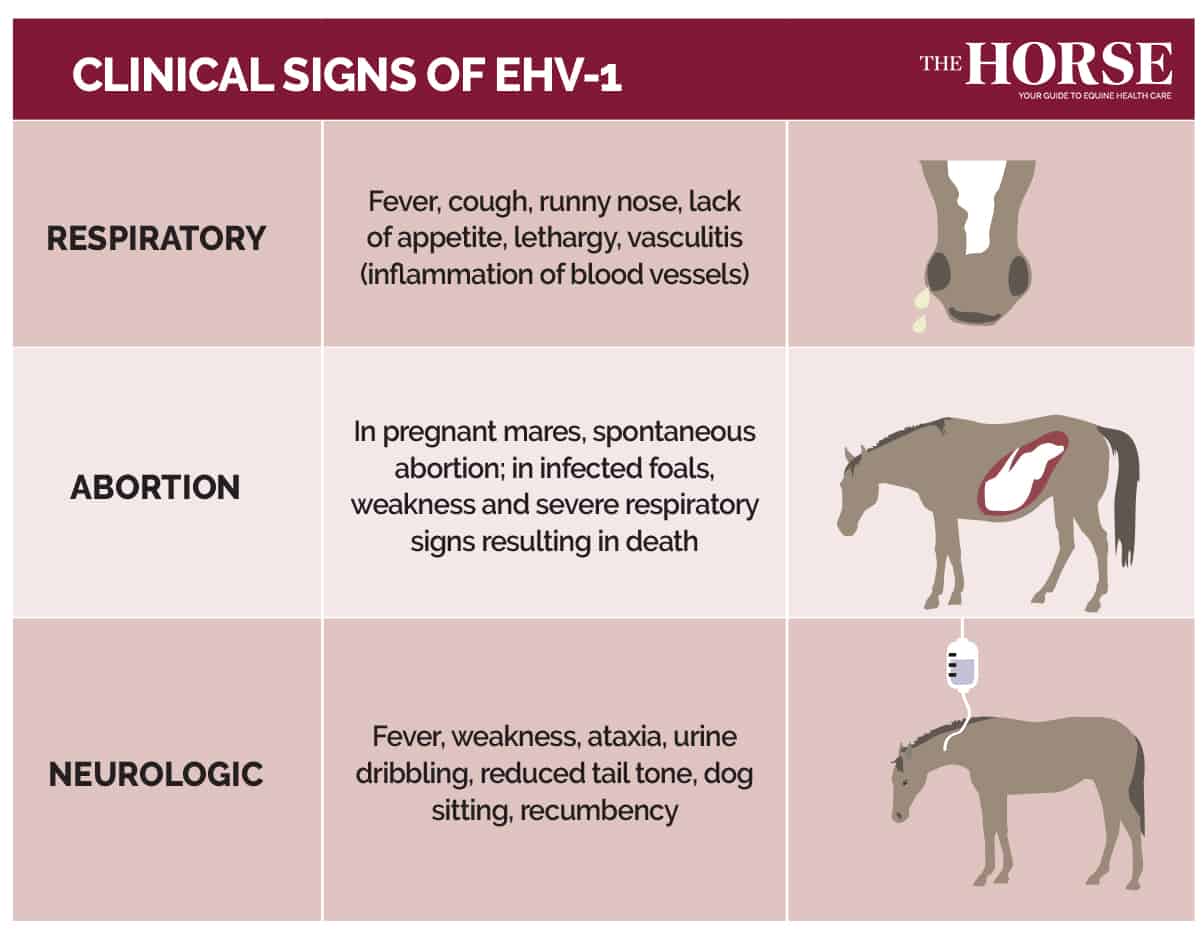 Clinical signs of EHV-1 Chart