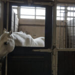 The Scoop on Loose Poop: Equine Diarrhea
