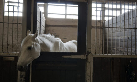 The Scoop on Loose Poop: Equine Diarrhea