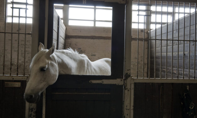 The Scoop on Loose Poop: Equine Diarrhea