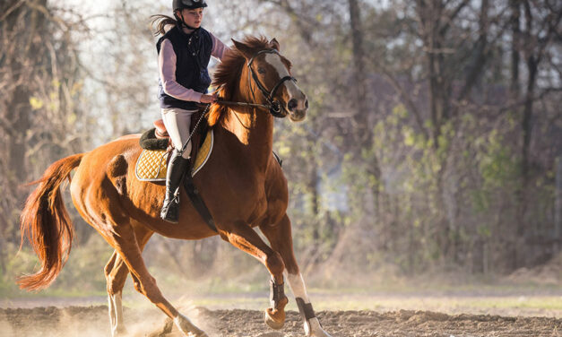 Full-Mouth Radiography in Horses