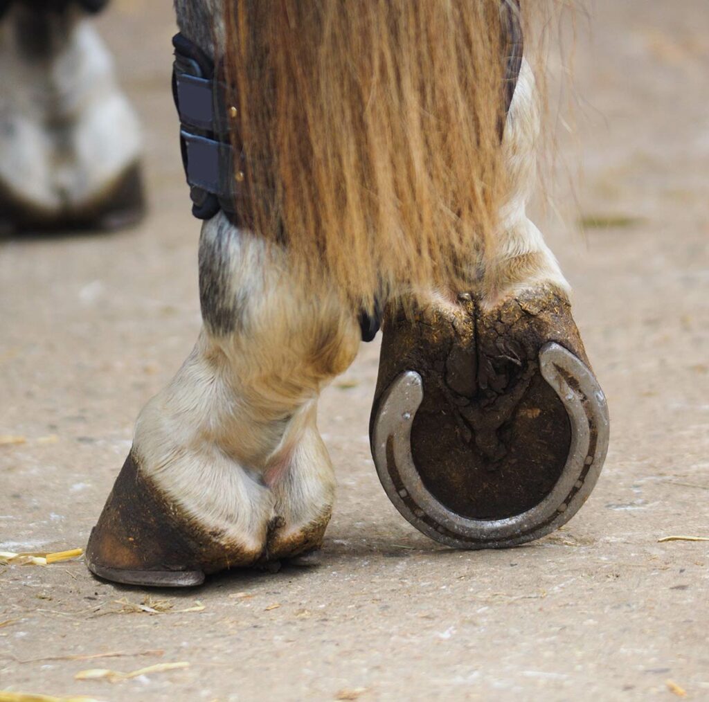 Tips for Keeping Shoes on Horses' Feet – The Horse