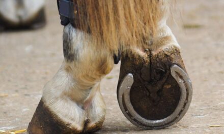 Tips for Keeping Shoes on Horses’ Feet