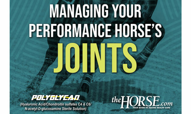Managing Your Performance Horse’s Joints