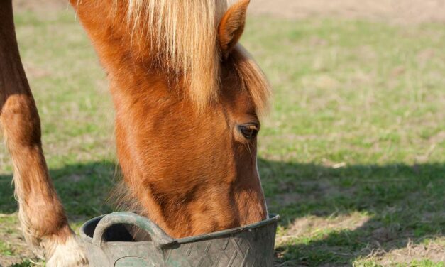 Not All Diets for Insulin-Dysregulated Horses Are the Same