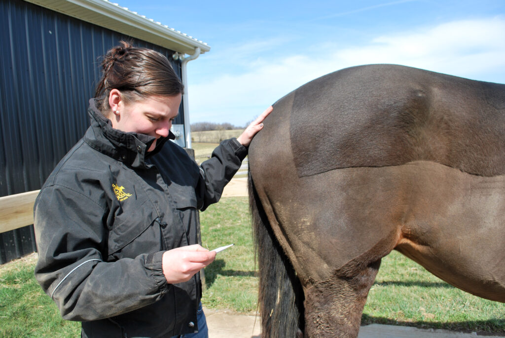 Veterinarian reading thermometer near horse's rear