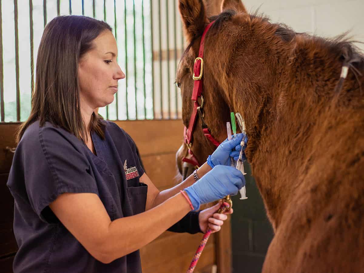 Equine sales emergency vet