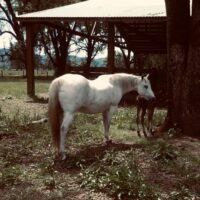 AQHA Brood mare
