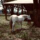 AQHA Brood mare