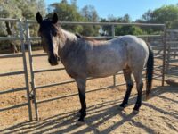 BLUE - Gelding/Blue Roan/Mustang-Nevada - Limited/NonRiding