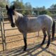 BLUE - Gelding/Blue Roan/Mustang-Nevada - Limited/NonRiding