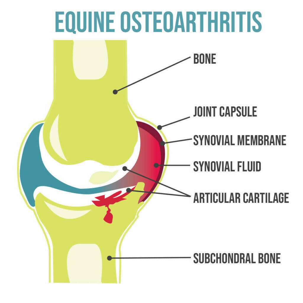 Bone Diagram