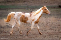 GRANGER - Gelding/Palomino Pinto/ Grade – NonRiding Companion Only