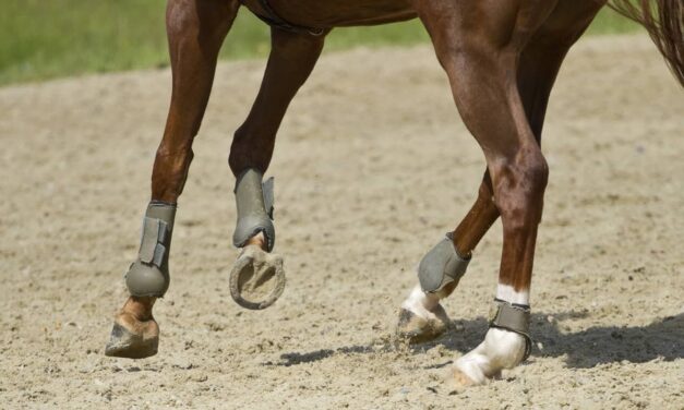 Select Higher Frequency Ultrasound Transducers for Sesamoidean Ligaments
