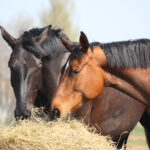 Help, My Horses Won’t Eat Their Hay
