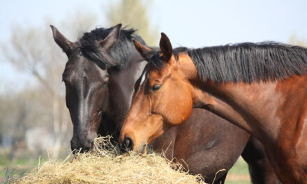 Help, My Horses Won’t Eat Their Hay