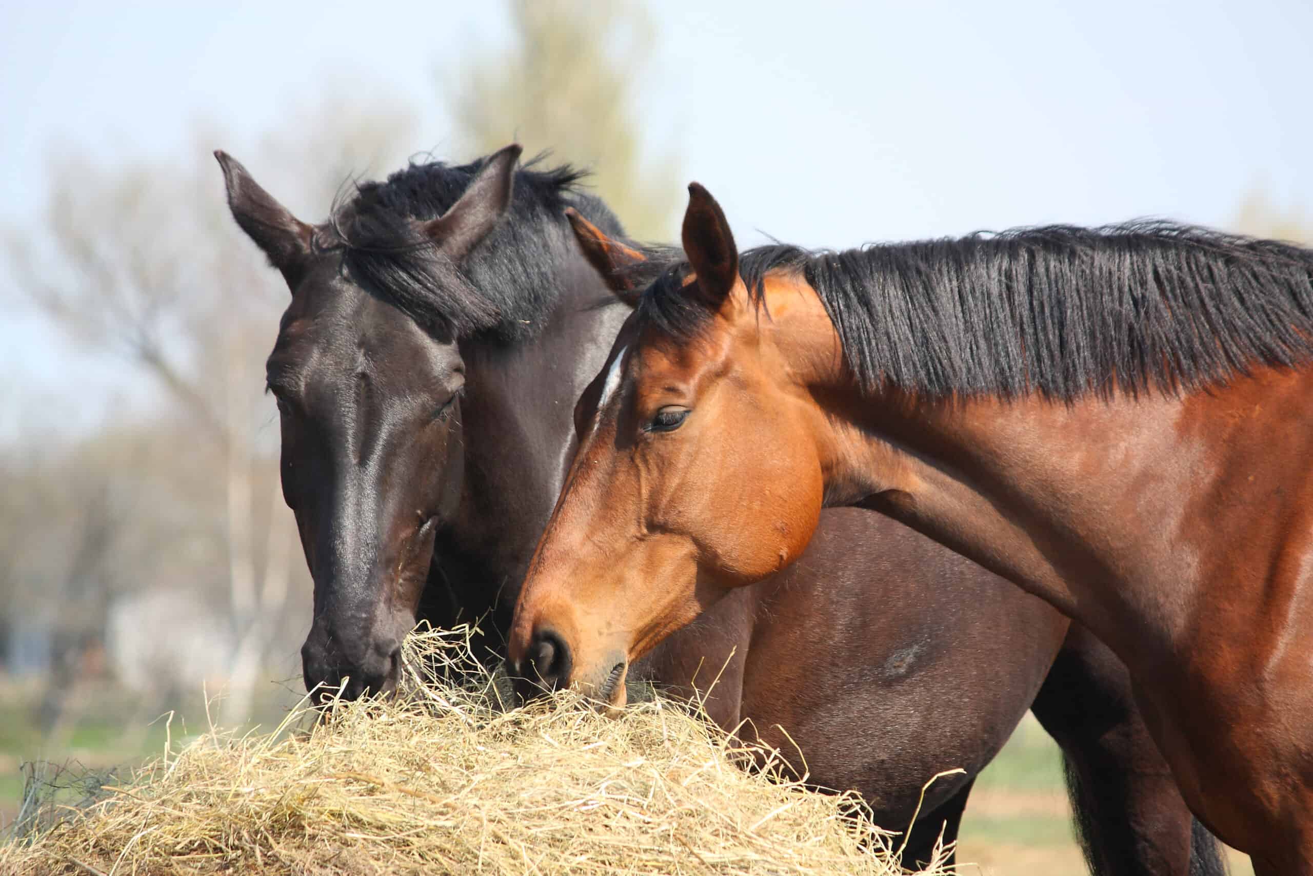 MOWING THE GRASS AND COMPLETING THE HORSE STABLE