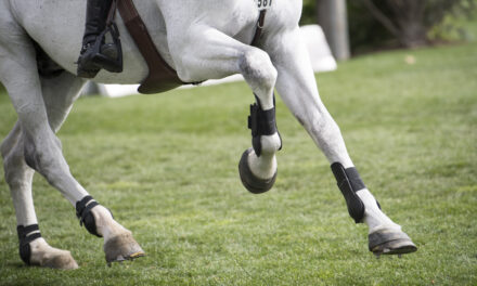 Managing Proximal Suspensory Disease in Horses