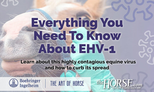 Everything You Need To Know About EHV-1