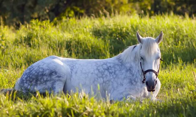 New Tool Helps Owners Detect Osteoarthritis in Horses