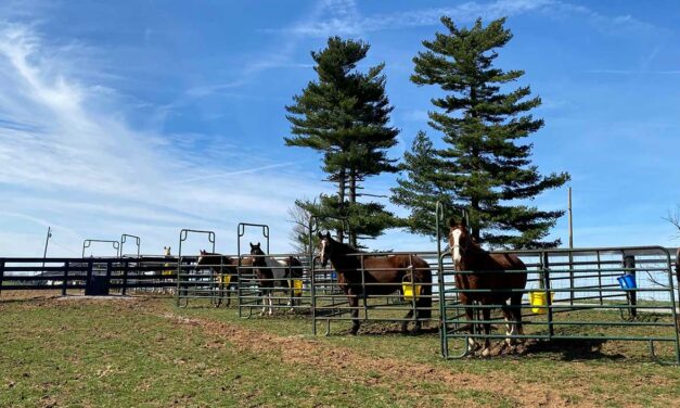 New Research Refining How We Feed Horses with EMS, ID