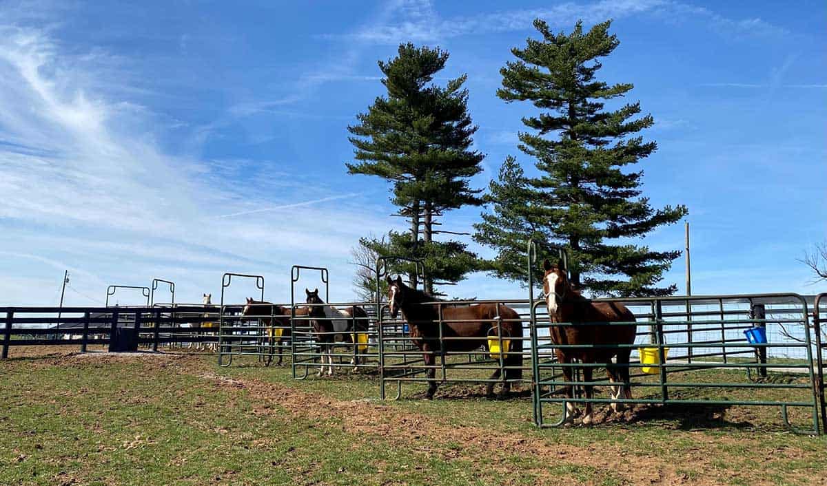 Horses used in the studies described here awaiting sampling at the University of Kentucky Aged Horse Research Center.